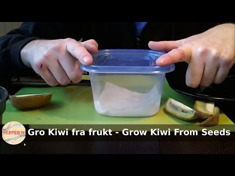 Video: Kiwi Frukt: 12 Kraftige Fordeler, Inkludert Astma, Fordøyelse Og Mer