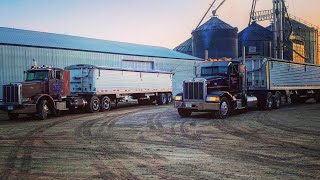 Peterbilt’s hauling corn to the ethanol plant!