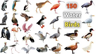 Water Birds Vocabulary ll 150 Water Birds Name In English With Pictures ll Aquatic Birds Name