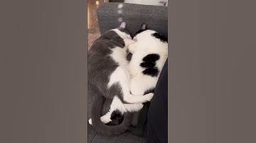 Funny Cats & Pets Compilation Video: Ultimate Try Not to Laugh Challenge! 😹 #shorts #funnycats