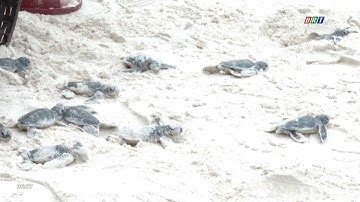 Vườn Quốc gia Côn Đảo thả về biển hơn 10.000 rùa con | BRTgo