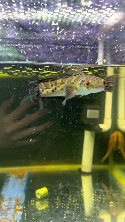 https://vt.tiktok.com/ZSBTJBX4P/ #cabaymau #guppy #channa #aquarium #caloc #caloccanh #calocvayron ￼