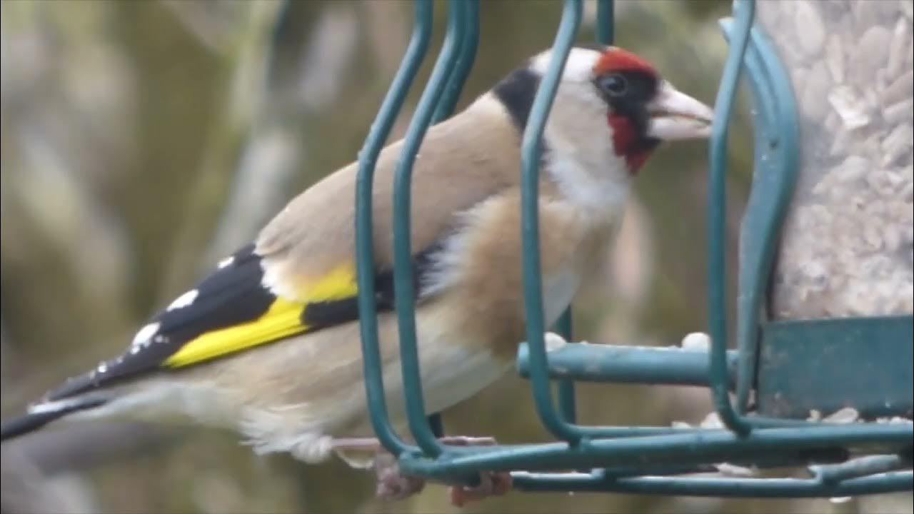 Goldfinches in my Garden YouTube