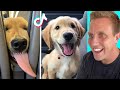 Cute Golden Retrievers on Tik Tok That Will Make You Laugh