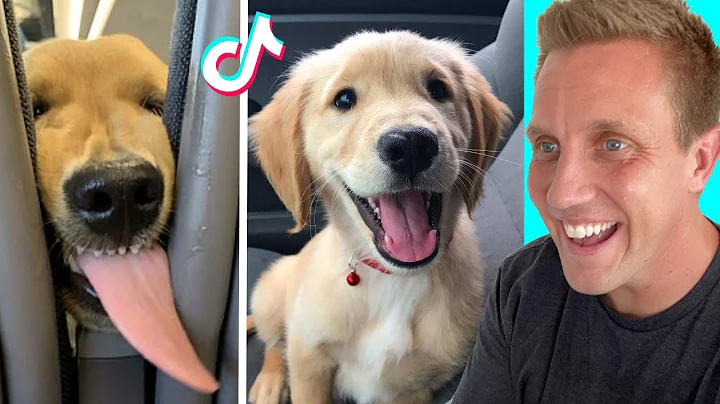 Cute Golden Retrievers on Tik Tok That Will Make You Laugh - DayDayNews