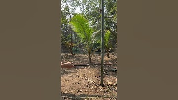 Tôi làm con dao quắm phát rẫy bằng thép vòng bi tàu thủy chặt cây như chặt chuối vậy