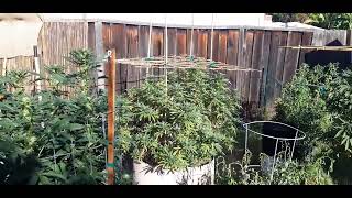 Outdoor Organic Cannabis Grow II Quick update - Starting to get frosty