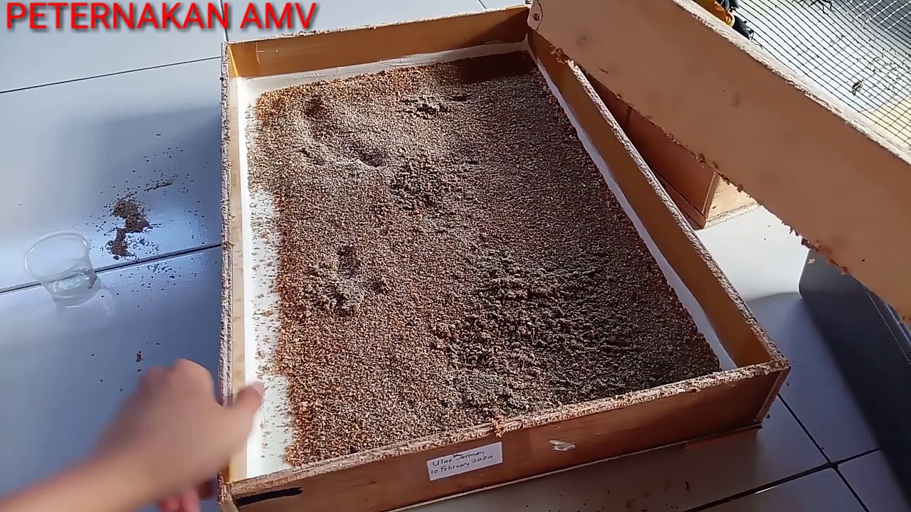 Cara pindah Ulat Jerman setelah 15 hari 