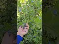 العذارى ثمار الغابة اللذيذة لها فوائد صحية و طبية Nature Tunisia Explore Food 