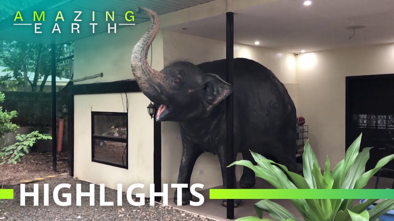 Amazing Earth: The art and legacy of restoring the 'Loneliest Elephant', MALI!