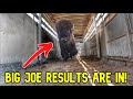 Bison Bull Gets Fertility Checked! | Genetics Specialists Reveals...