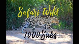 SAFARI WILD Prt1   4K THORNYBUSH GAME RESERVE Greater KRUGER NATIONAL PARK Luxury Safari screenshot 2