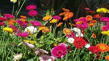 Cách bón phân cho hoa nở đẹp quanh năm (Hoa Đồng Tiền)