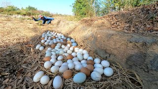 WOW WOW unigue ! Collect a lot of duck eggs from the tree stumps near the road