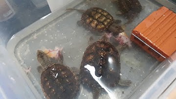 Cho bầy Rùa Common Snap ăn Cá 30 Tết tại Ú Ù PETSHOP