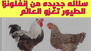 بعد فيروس كورونا...... ماذا تعرف عن إنفلونزا الطيور القادمه من الصين  السلالة الجديدة