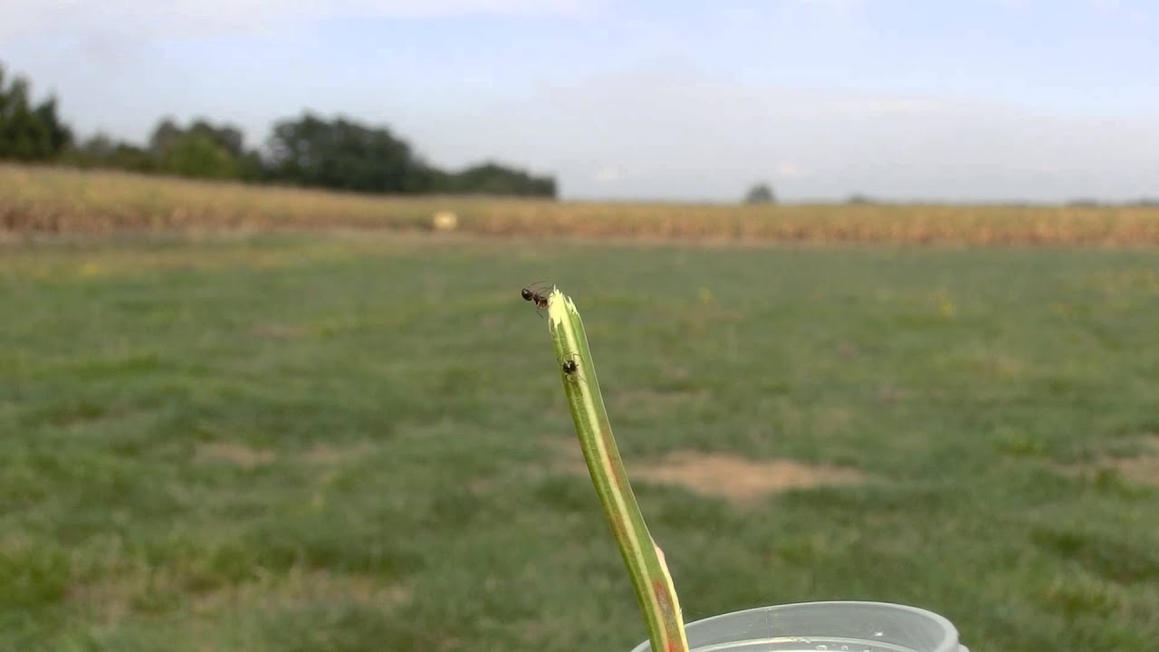 The Spider's Ballooning YouTube