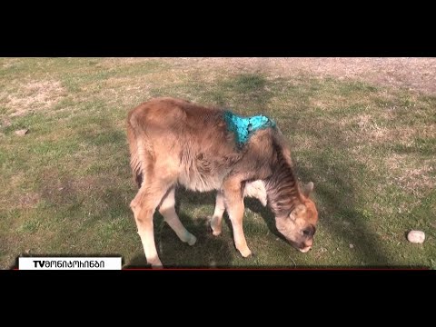 მგლების შემოსევა ხაშურის მუნიციპალიტეტში - მოსახლეობა შველას ითხოვს 4.11.2021