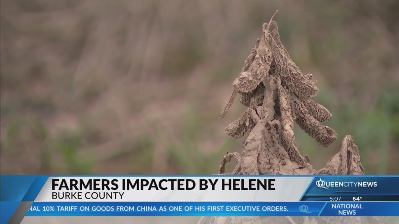 NC farmers still recovering after crops lost due to Hurricane Helene ...