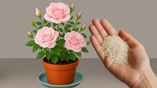 Download Lagu Alleen rijst! Rozentak kreeg plotseling enorme wortels, binnen één nacht. MP3