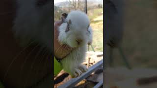 Funny little bunny rabbit Videos 8 - Cute Rabbits Compilation 2021 4k