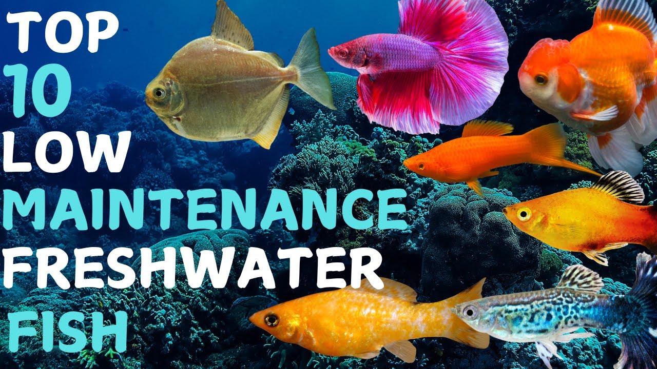 Top 10 Low Maintenance Freshwater Fish