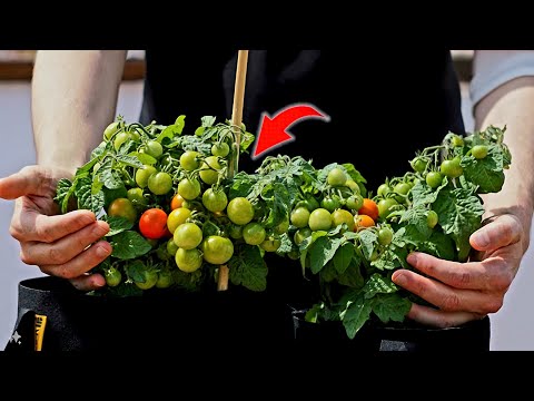¿CONOCES las Tomateras ENANAS?: Se cultivan en CASA y NO tienen PLAGAS ni ENFERMEDADES