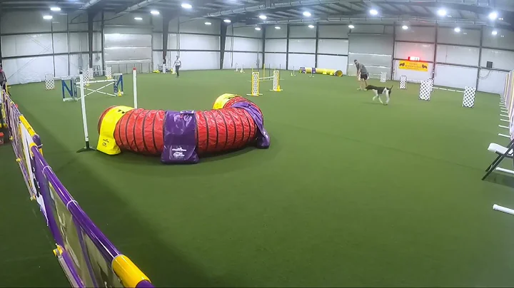 Nitro, AKC Agility; Novice Regular Jumps with Weaves (JWW) Q3. Title run!