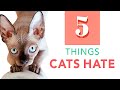 5 THINGS CATS HATE | CATS 101