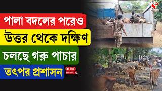 Cow Issue পল বদলর পরও উততর থক দকষণ চলছ গর পচর, তৎপর পরশসন