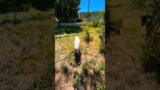 Mr Spot & Rileyroo In Security Mode