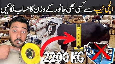 animal weight scale, janwar ka wazan kesy maloom kry, qurbani ka janwar