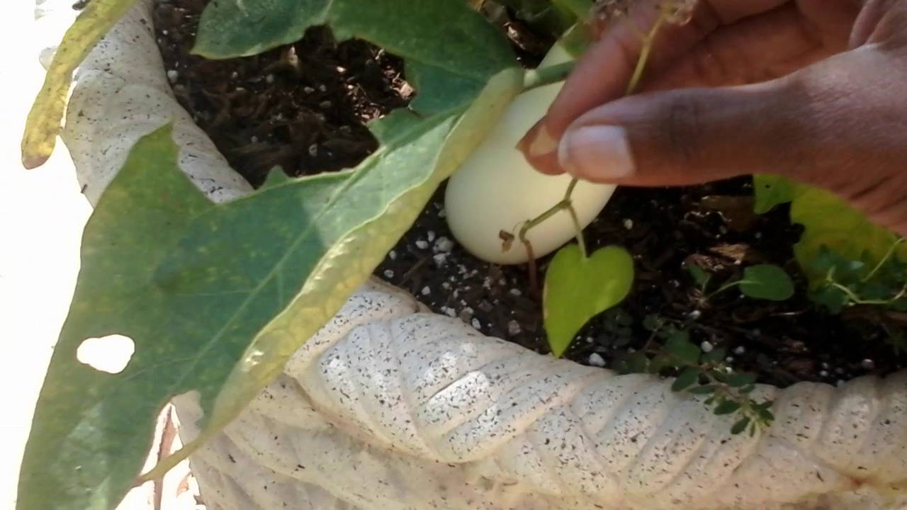 How to Harvest Buckwheat YouTube