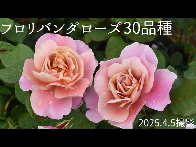 バラの花 バラ開花情報】 四季咲きツルバラ フォースオブジュライ咲いて