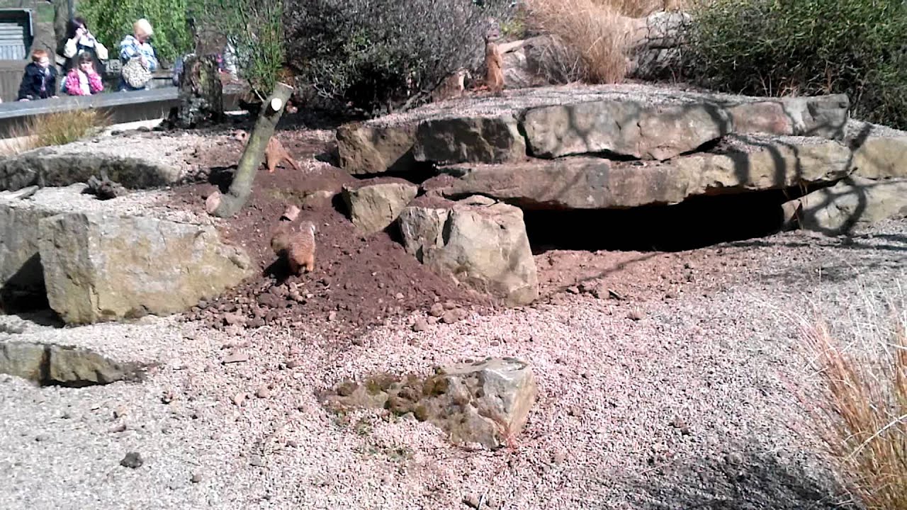 MeerKats at Edinburgh Zoo SERGEI !! 1080p