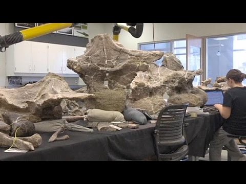 اكتشاف بقايا ديناصور في الأرجنتين بوزن طائرة ب و ين غ وب طول ملعب كرة السلة