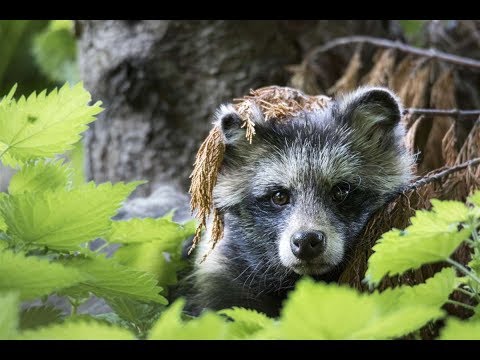 Video: Zoo of wooden furniture. Sculptures of outlandish animals by Marc Sparfel