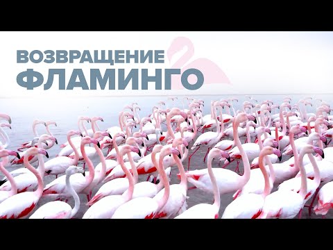 Первые фламинго вернулись на озеро в Казахстан после зимовки — видео