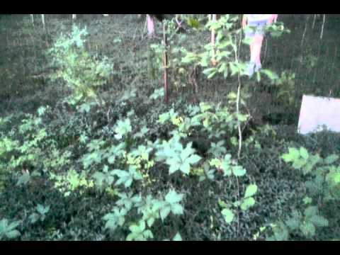 Early Tennessee Grave site on Tobacco Port Road KY...