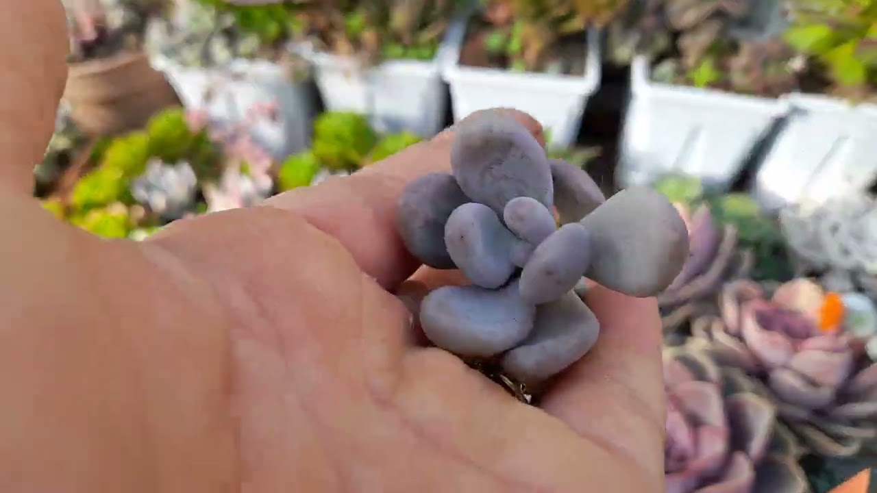 İlknur hanimin set kargosu