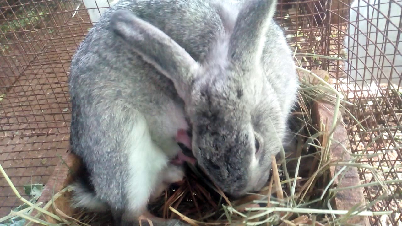 Live Bunny Born videos.... YouTube