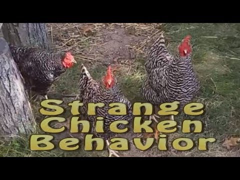 Strange Chicken Behaviors