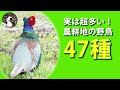 【解説】田んぼ・畑の野鳥47種を紹介！農耕地行くならこれを見てから！