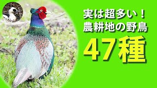 【解説】田んぼ・畑の野鳥47種を紹介！農耕地行くならこれを見てから！