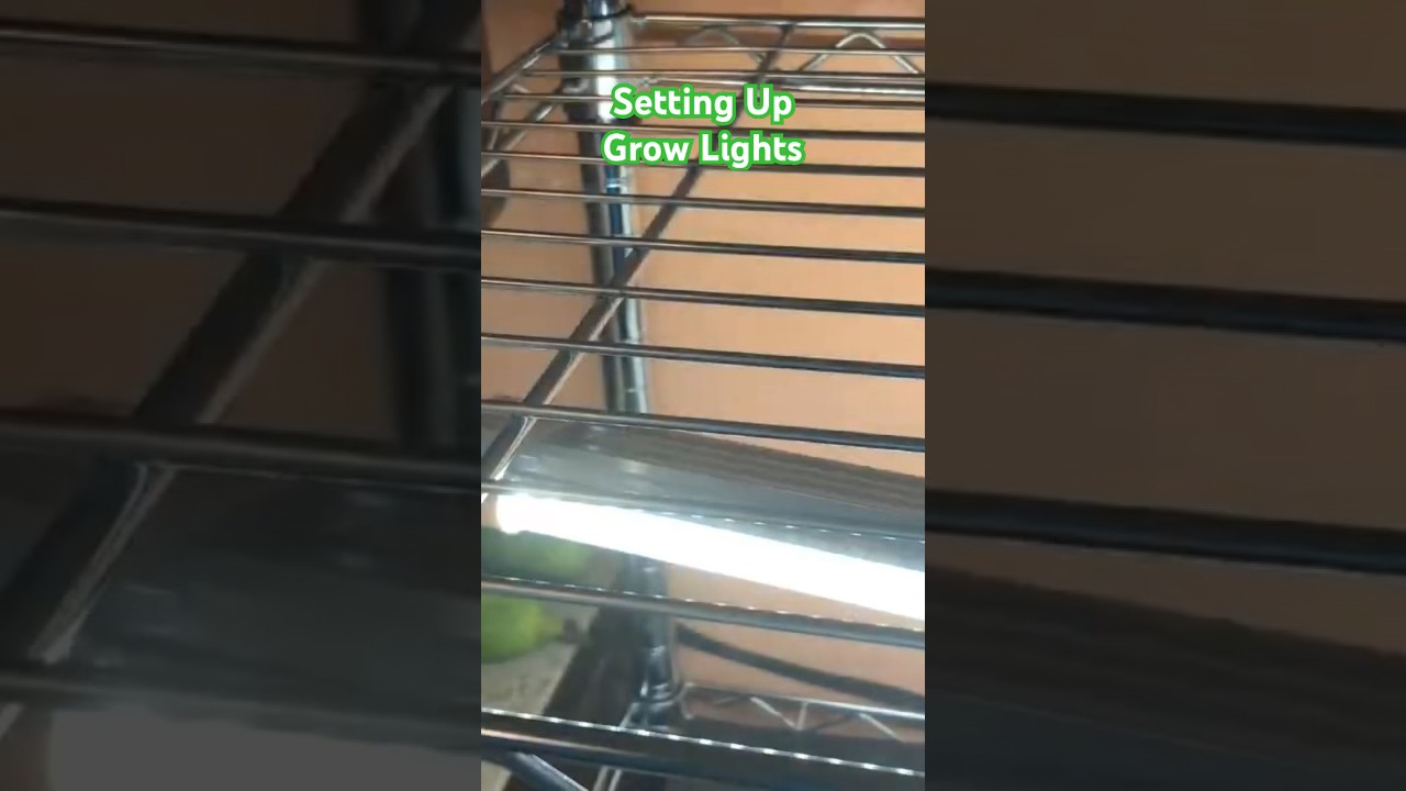 Grow lights for starting seeds this spring 