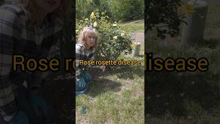 Rose Rosette Disease Is More Common Than You Think  shorts roses gardening