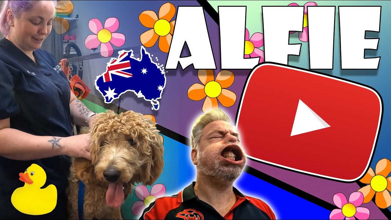 ANTICS IN THE DOG SALON!! Grooming can be fun and entertaining watch