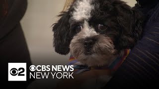 Furry Friend Finder: Melanie