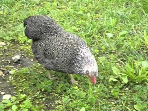 002 file Pencil Rock hen feeding
