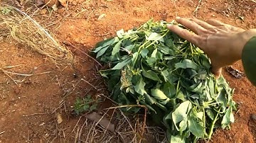 em chia sẻ cách cảm bẫy chim cút rừng cho anh chị và các bạn chưa từng bẫy cút